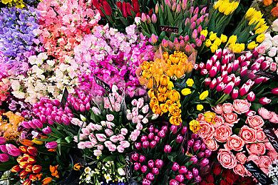 Pokémon Day官网上线 将陆续公布相关游戏消息